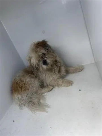 A young small-sized male Maltese dog named A for adoption in Houston, TX