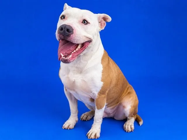 A young medium-sized female Mixed Breed dog named Thelma for adoption in Jacksonville, FL