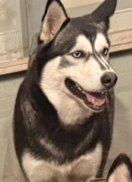 A young large-sized female Mixed Breed dog named Snow for adoption in Dallas, TX