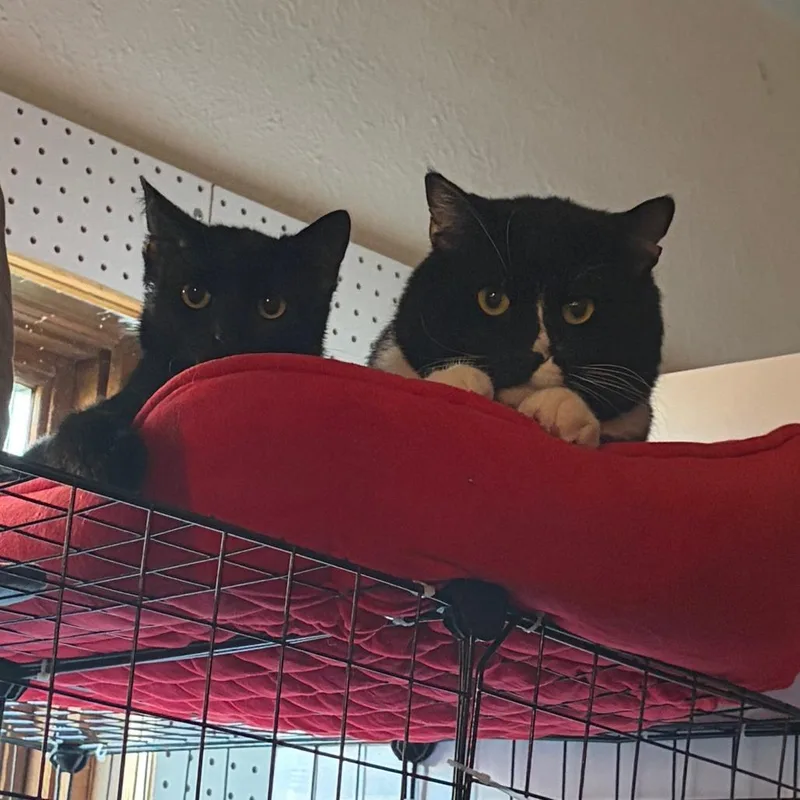 An adult large-sized male Black Domestic Short Hair cat named Sir Percy Fiv+ for adoption in St. Paul, MN