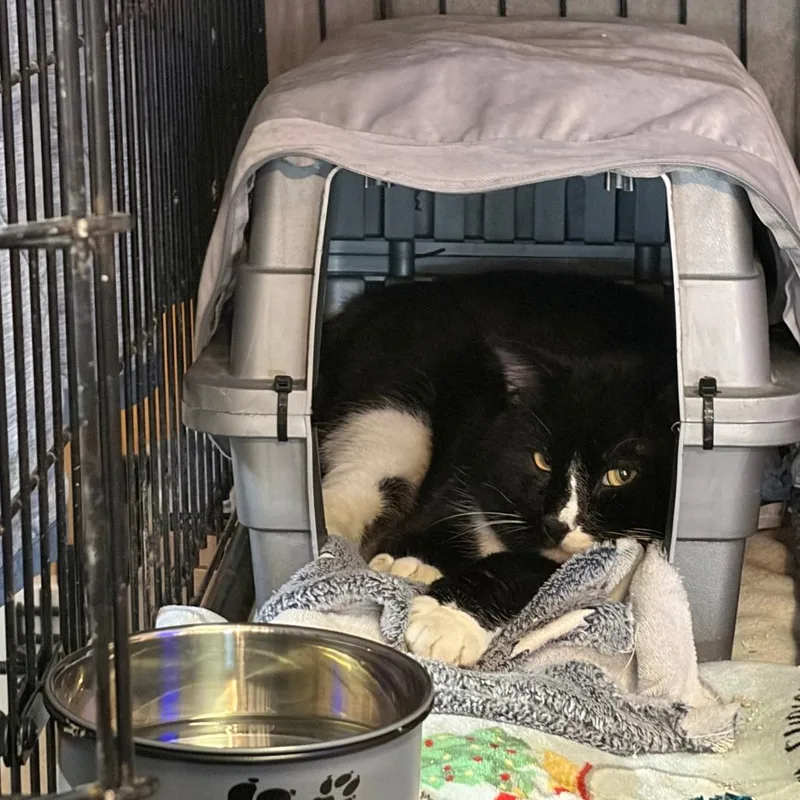 Sir Percy Fiv+ thumbnail 2