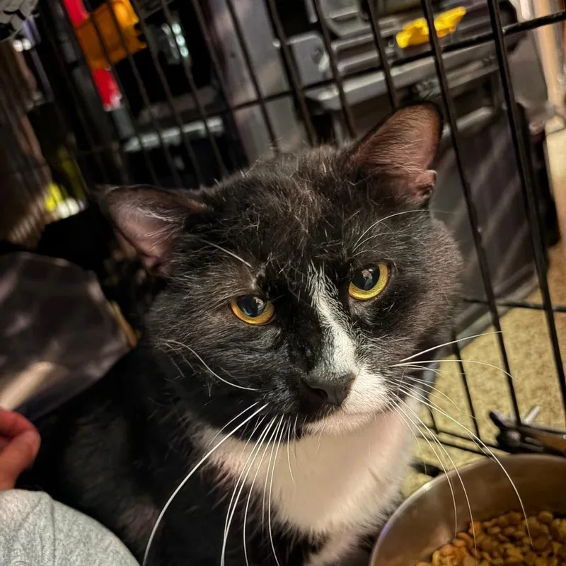 Sir Percy Fiv+ thumbnail 3