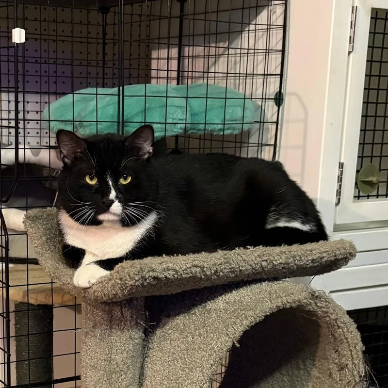 Sir Percy Fiv+ thumbnail 4