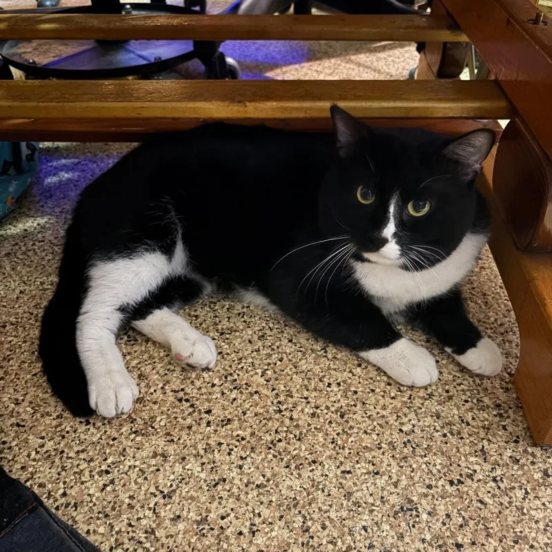 Sir Percy Fiv+ thumbnail 6