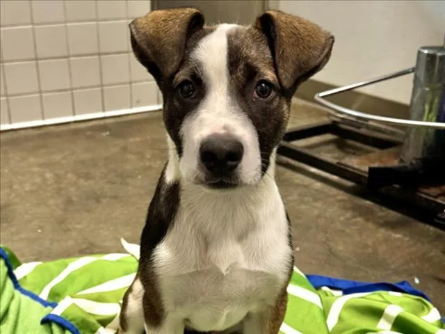 A baby small-sized female Terrier dog named Pepperoni for adoption in Los Angeles, CA