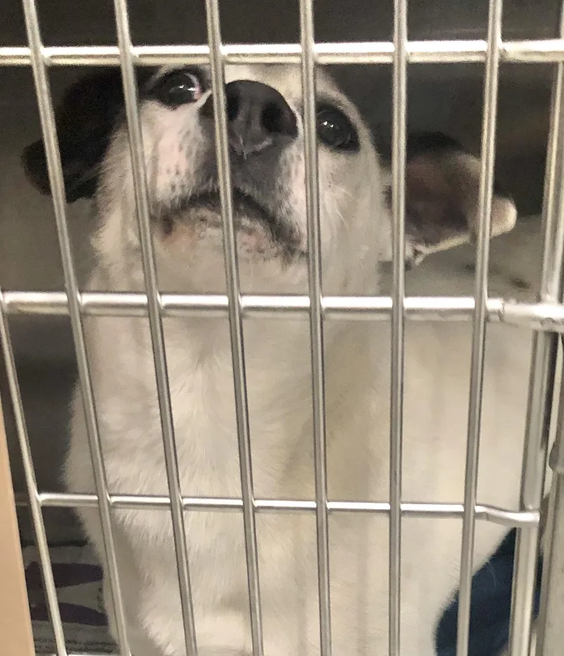A young medium-sized female White / Cream Mixed Breed dog named Chanel for adoption in Parma, OH