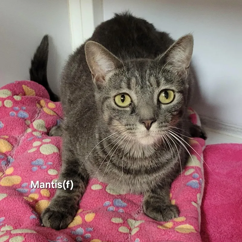 A young medium-sized female Tabby (Gray / Blue / Silver) Domestic Short Hair cat named Mantis for adoption in Mazon, IL