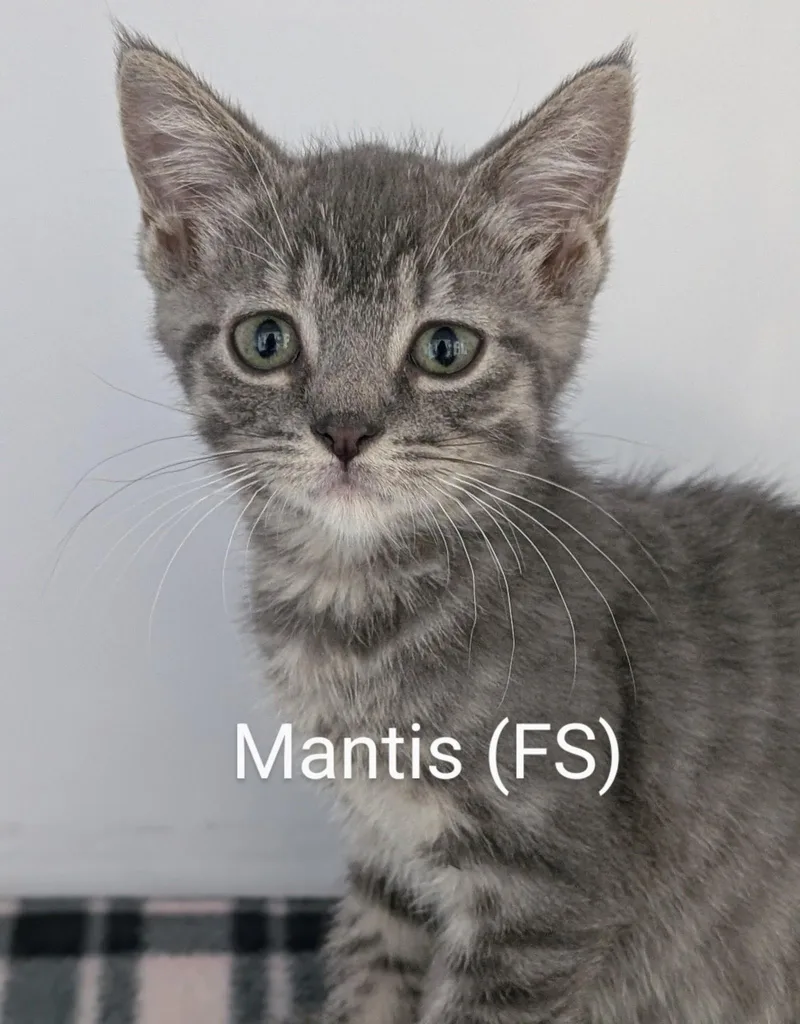 Mantis thumbnail 2