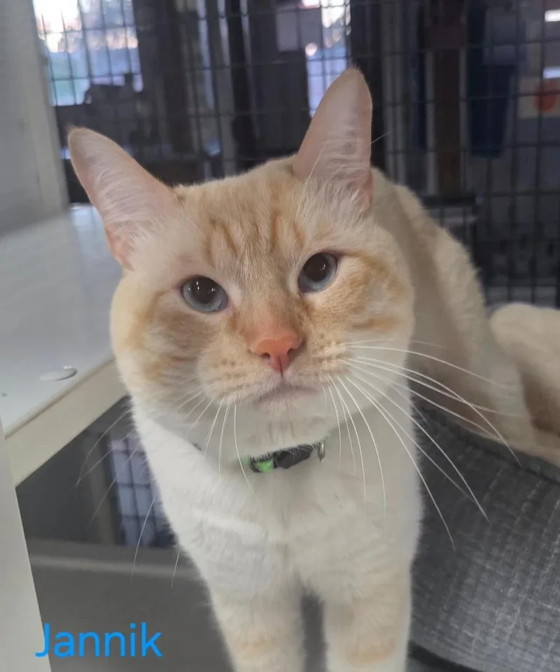 A young extra large-sized male Tabby (Orange / Red) Tabby cat named Jannik for adoption in Las Cruces, NM