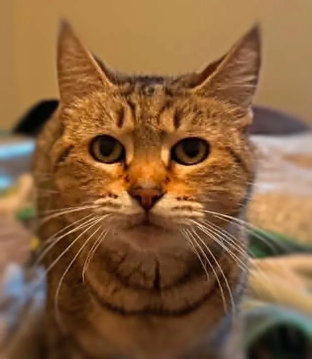 A senior medium-sized female Tabby (Brown / Chocolate) American Shorthair cat named Dale for adoption in Ocean Springs, MS
