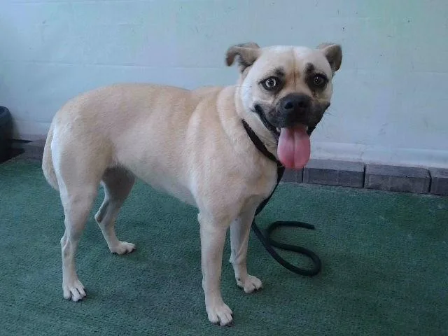An adult medium-sized female Pug dog named Cuba for adoption in Baldwin Park, CA