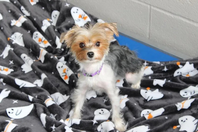 A young small-sized female Mixed Breed dog named Talie for adoption in Hyde Park, NY