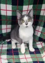 A baby medium-sized male Gray & White Domestic Short Hair cat named 7161 (Cobra) for adoption in Lake City, MI