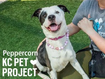 Peppercorn thumbnail 3