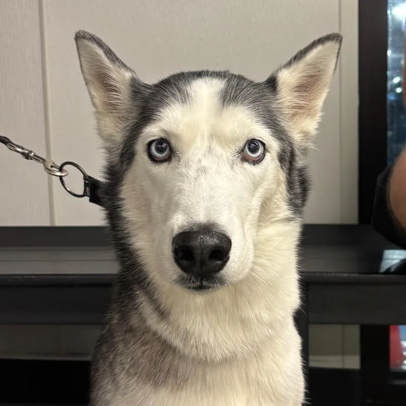 An adult medium-sized female Husky dog named Bella for adoption in Tampa, FL