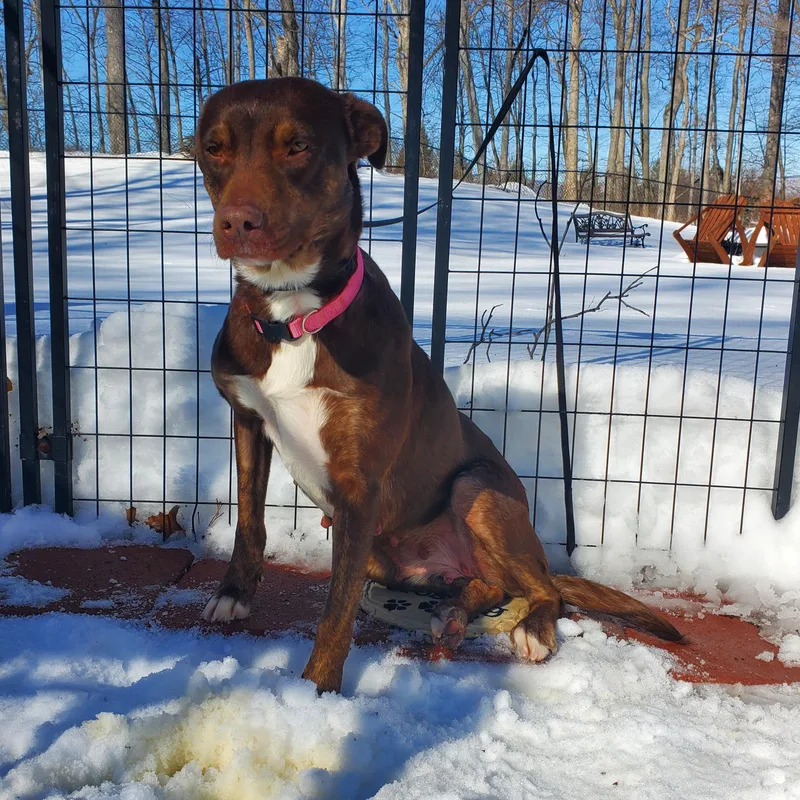 A baby medium-sized female Brown / Chocolate Mixed Breed dog named Brownie for adoption in Blairstown, NJ