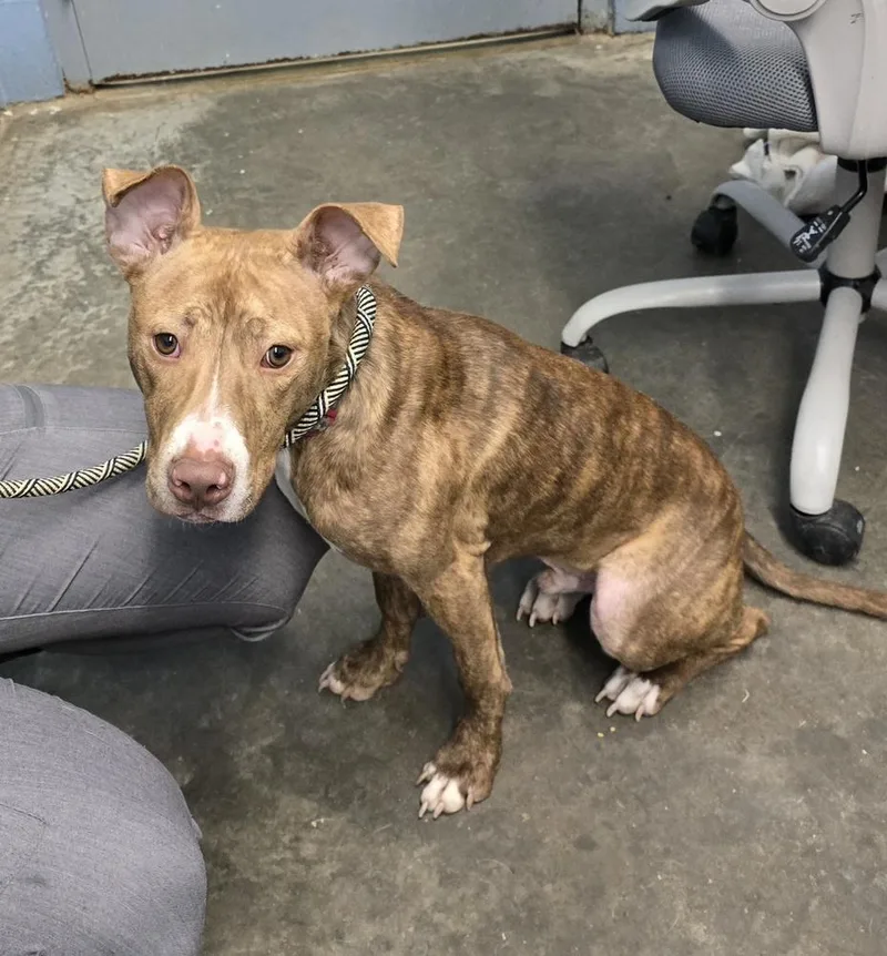 A young medium-sized male Brindle Pit Bull Terrier dog named Toasty "stitch" for adoption in Evansville, IN