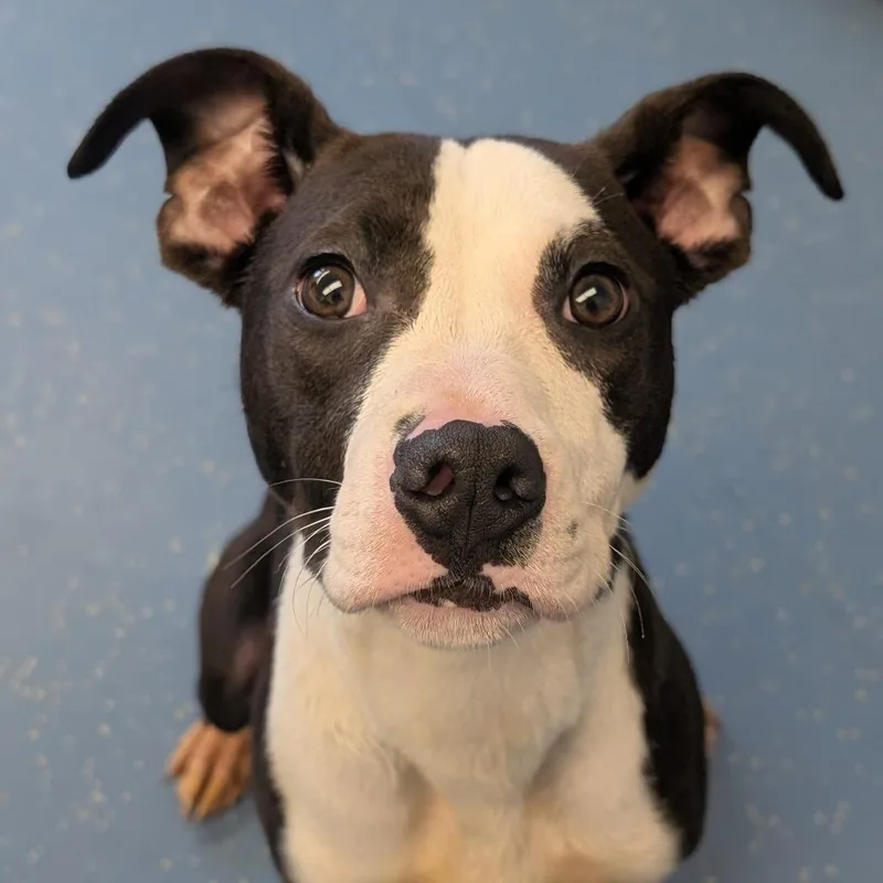 A young medium-sized female Black Pit Bull Terrier dog named Laila for adoption in Watertown, NY