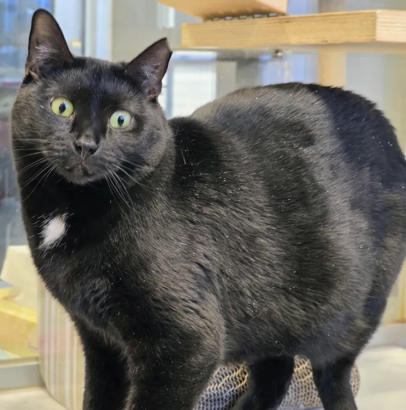 An adult medium-sized female Black Domestic Short Hair cat named Mimosa for adoption in Amityville, NY