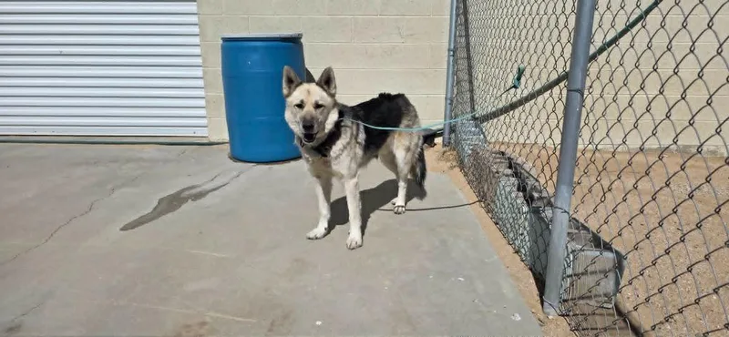An adult medium-sized male Shepherd dog named Kody for adoption in California City, CA