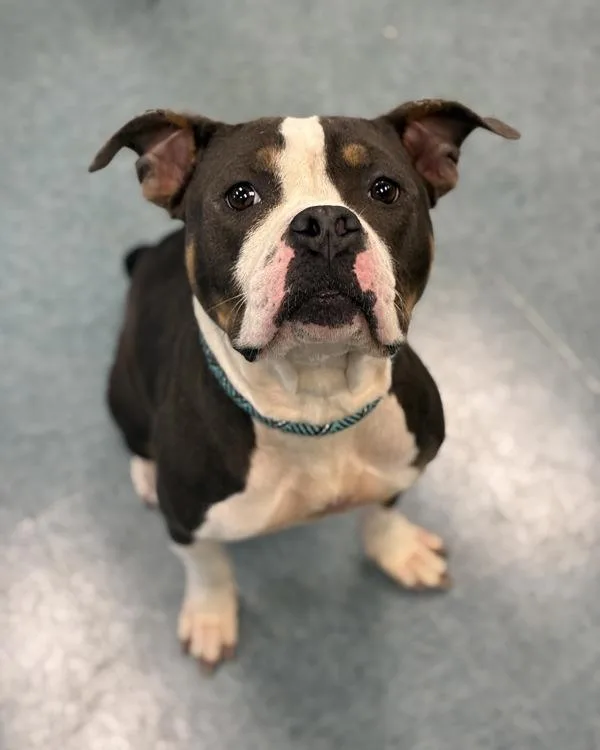 An adult medium-sized female Pit Bull Terrier dog named Cleo for adoption in Richmond, VA