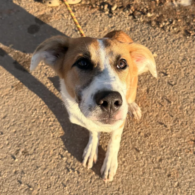 A young medium-sized male White / Cream Collie dog named Shaggy for adoption in Columbia, SC