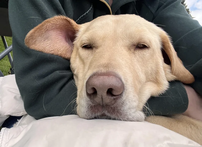 An adult large-sized female Retriever dog named Millie for adoption in Palatine, IL