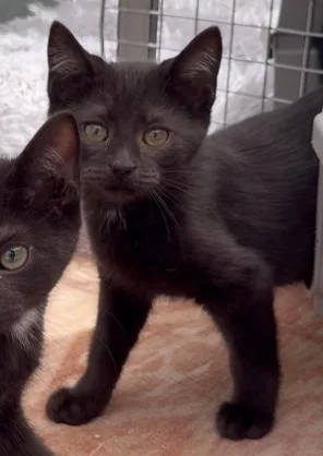 A baby medium-sized female Black Domestic Short Hair cat named Jemma for adoption in West Mifflin, PA