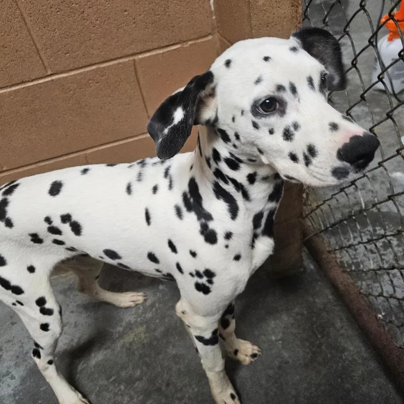 A young large-sized male Black Dalmatian dog named Duck for adoption in Hattiesburg, MS