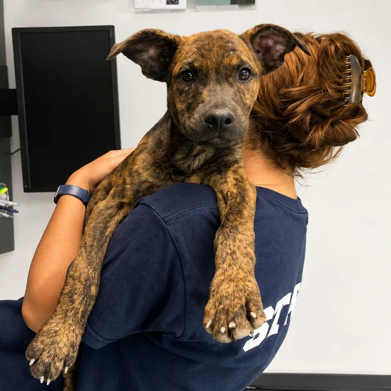 A baby small-sized male Brindle Mixed Breed dog named Pharaoh for adoption in Hopkinton, MA