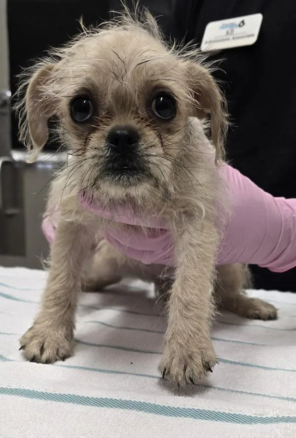 A baby small-sized female Terrier dog named Boogly for adoption in El Cajon, CA