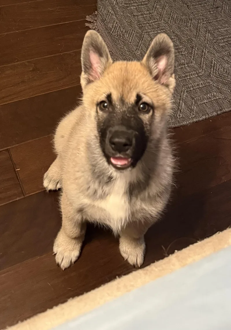 A baby medium-sized male Siberian Husky dog named Jax for adoption in Santa Cruz, CA