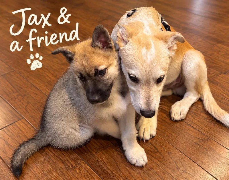Jax thumbnail 6