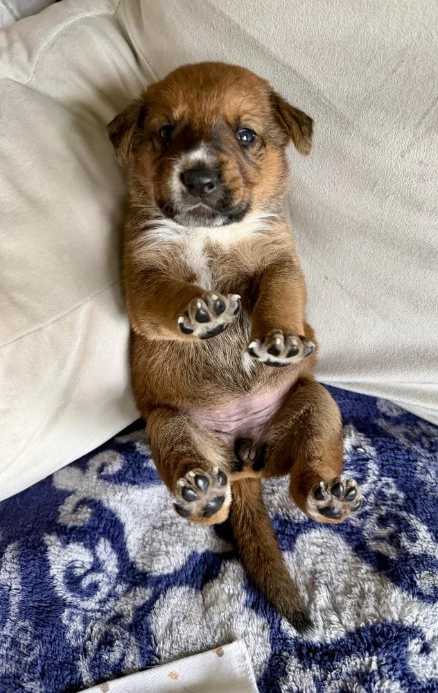 A baby large-sized female Brown / Chocolate German Shepherd Dog dog named Victoria for adoption in Greenlawn, NY