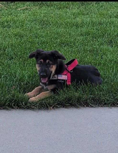 A young medium-sized female German Shepherd Dog dog named Nova Rae for adoption in Midway, UT