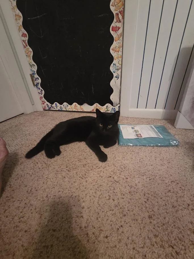 A young medium-sized female Black Domestic Short Hair cat named Swan Ct Residents Only for adoption in Norwich, CT