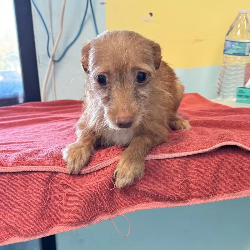 An adult small-sized female Jack Russell Terrier dog named Kristina for adoption in Chico, CA