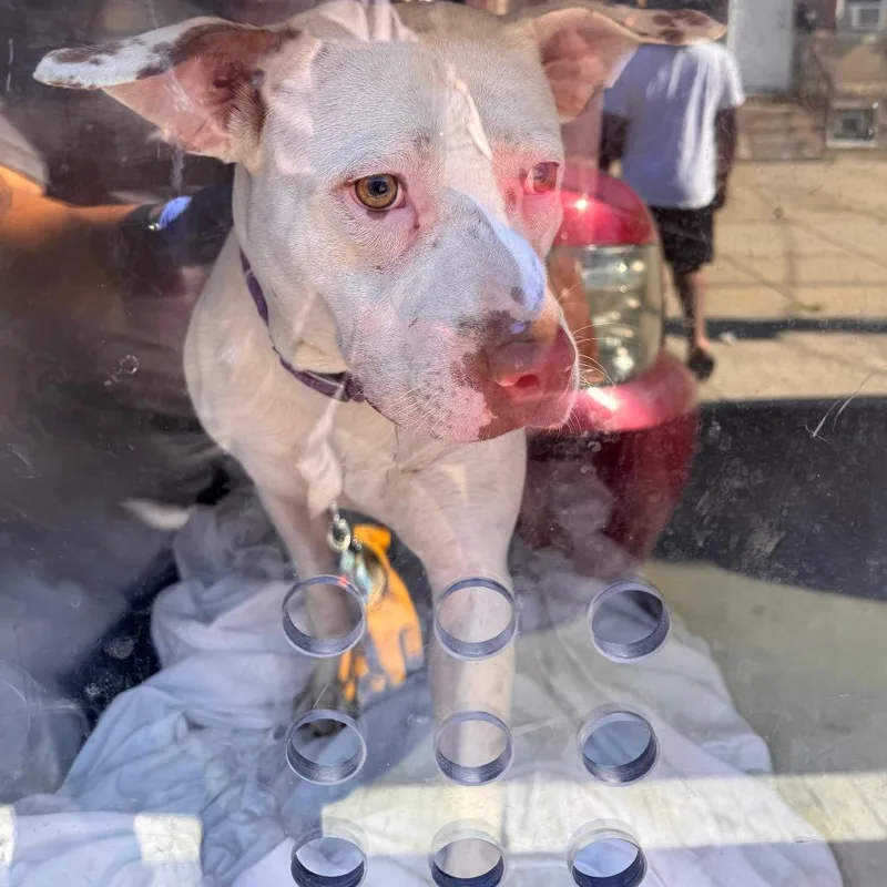 An adult medium-sized female White / Cream Pit Bull Terrier dog named Pressure for adoption in Philadelphia, PA
