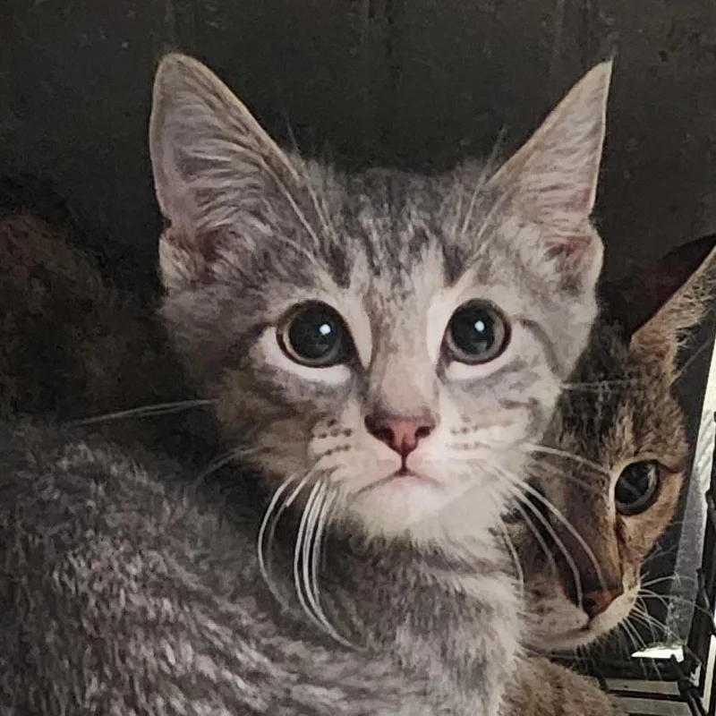 A baby small-sized male Domestic Short Hair cat named I Hate Cursive for adoption in Davenport, IA