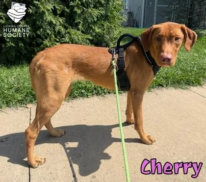 An adult large-sized female Vizsla dog named Cherry for adoption in Heath, OH