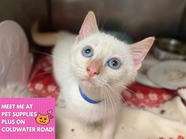A baby small-sized male Domestic Short Hair cat named Salt for adoption in Fort Wayne, IN