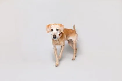 An adult large-sized male Mixed Breed dog named Luke for adoption in Sevierville, TN