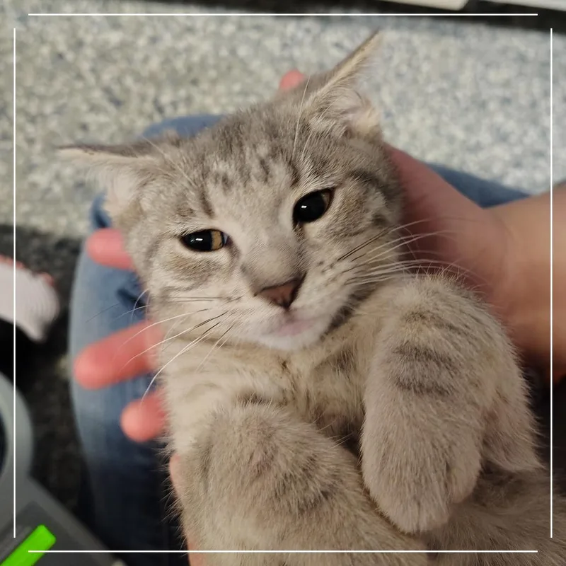 A baby small-sized female Gray / Blue / Silver Domestic Short Hair cat named Yosemite for adoption in Dearborn, MI