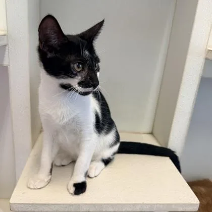 A baby small-sized male Domestic Short Hair cat named Julio for adoption in Honolulu, HI