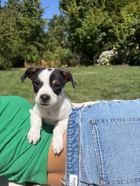 A young small-sized male Chihuahua dog named Jack for adoption in Sunnyvale, CA
