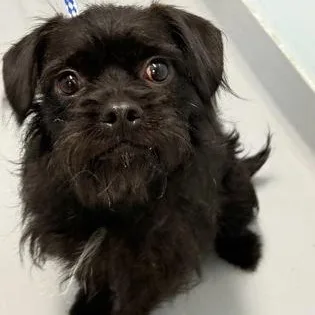 An adult small-sized female Terrier dog named Tatiana for adoption in Worcester, MA
