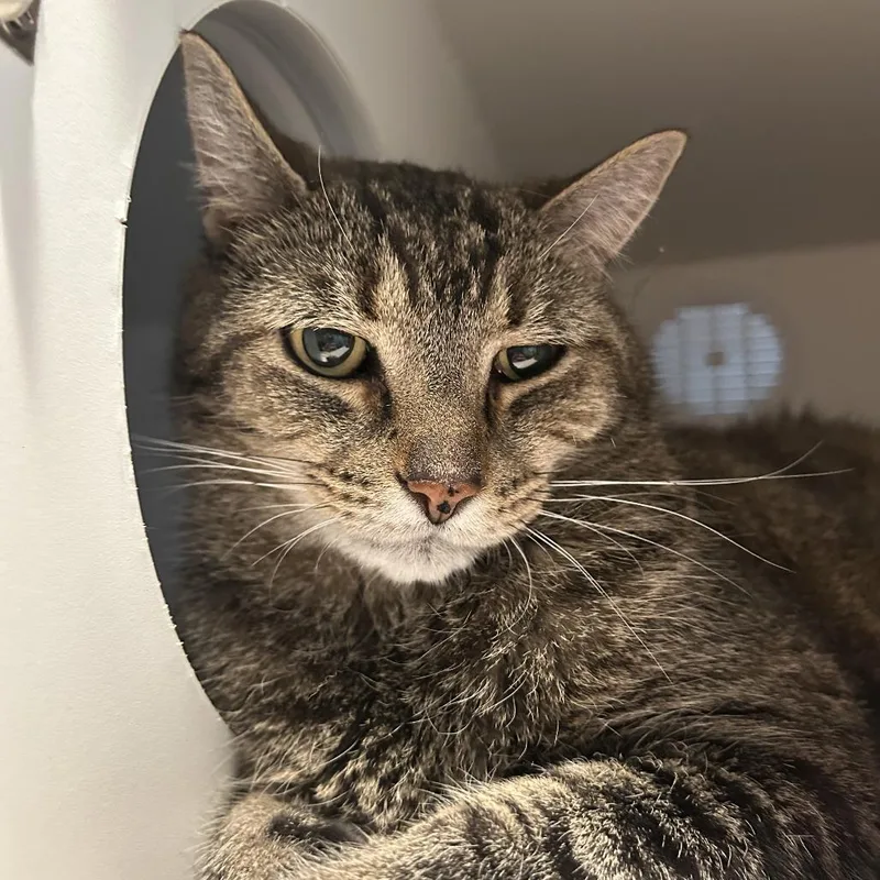 A senior large-sized male Gray / Blue / Silver Domestic Short Hair cat named Willy for adoption in South Burlington, VT