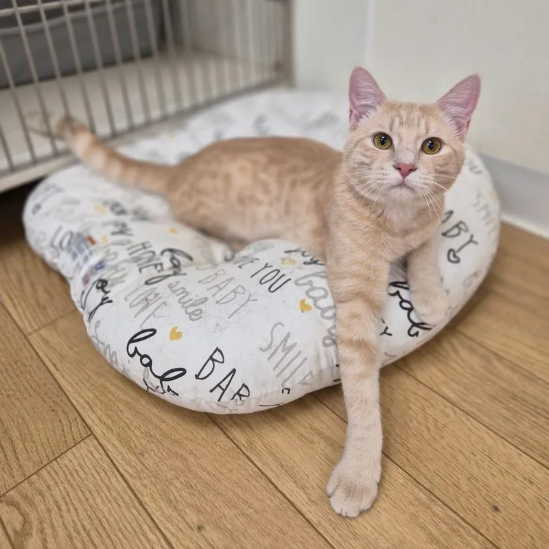 A young medium-sized male Orange / Red Domestic Short Hair cat named Popcorn for adoption in Woodstock, IL