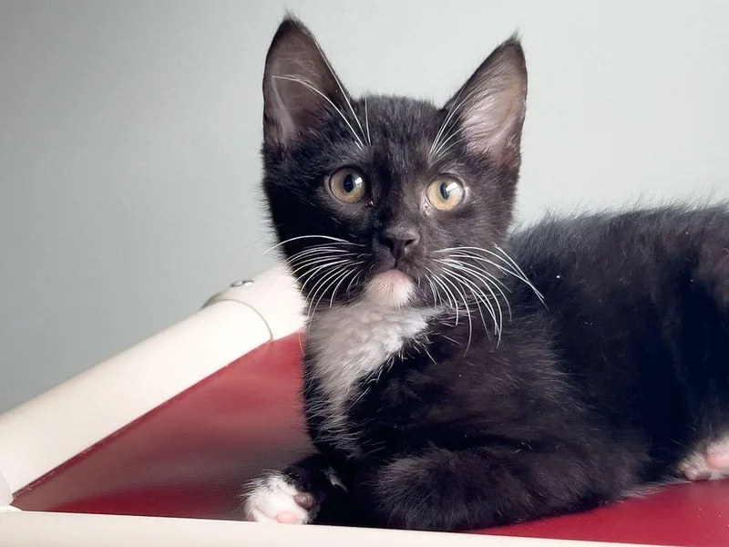 A baby small-sized female Black & White / Tuxedo Domestic Short Hair cat named Carmen for adoption in Myakka City, FL