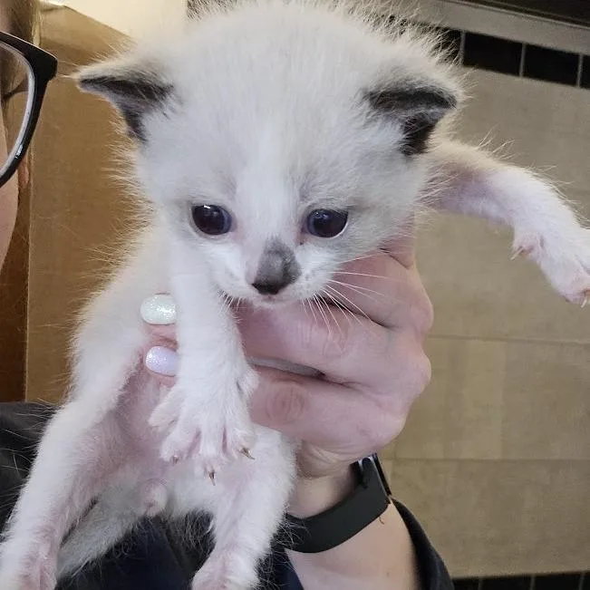 A baby small-sized male White Domestic Short Hair cat named Indy for adoption in Sioux Falls, SD